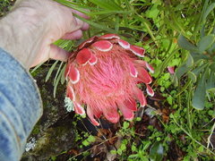 Protea aristata × repens