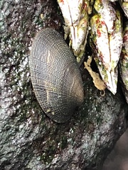 Nipponacmea concinna