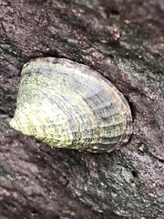Lottia dorsuosa