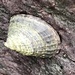 Bumpy Limpet - Photo (c) mister_bumble, some rights reserved (CC BY), uploaded by mister_bumble