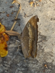 Charaxes bernardus