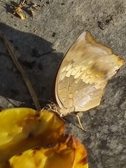 Charaxes bernardus