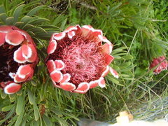 Protea aristata × repens