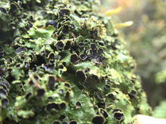 Pseudocyphellaria montagnei