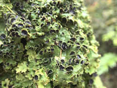 Pseudocyphellaria montagnei