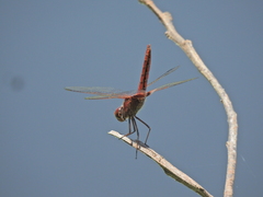 Urothemis aliena