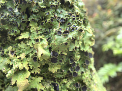 Pseudocyphellaria montagnei