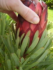 Protea aristata × repens