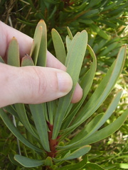 Protea aristata × repens