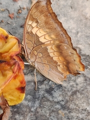Charaxes bernardus