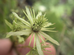 Clematis cunninghamii