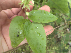 Clematis cunninghamii