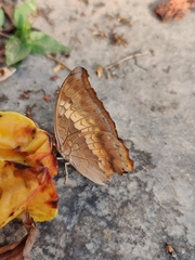 Charaxes bernardus