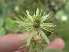 Clematis cunninghamii