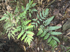 Pteris carsei