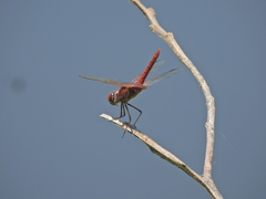 Urothemis aliena