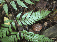 Pteris carsei