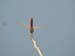 Urothemis aliena