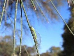 Plesiochrysa ramburi