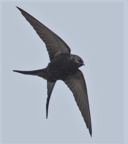 Black Saw-wing (Psalidoprocne pristoptera), photo 9