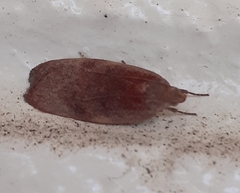 Phaeosaces coarctatella