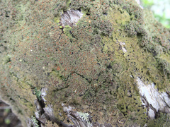 Pannaria allorhiza