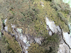 Pannaria allorhiza