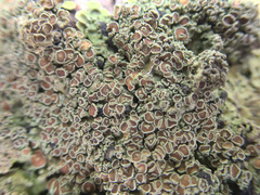 Pannaria allorhiza