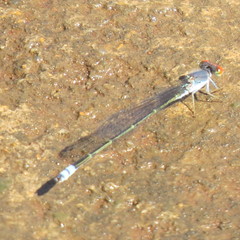 Pseudagrion sublacteum