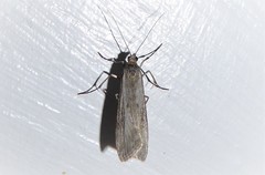 Eudonia leptalaea