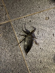 Lethocerus collosicus