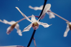 Dendrobium lineale