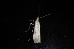 Eudonia leptalaea