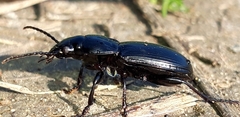 Pterostichus melas