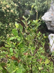 Psydrax obovata elliptica