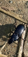Pterostichus melas
