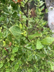Psydrax obovata elliptica
