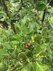 Psydrax obovata elliptica