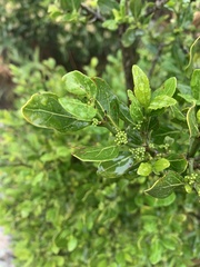 Psydrax obovata elliptica