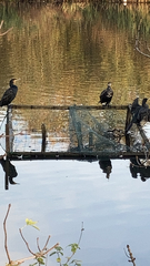 Phalacrocorax carbo