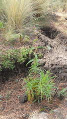 Penstemon gentianoides