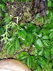 Hymenophyllum minimum