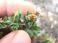 Pimelea acra