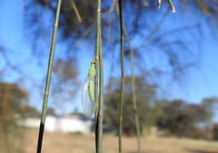 Plesiochrysa ramburi