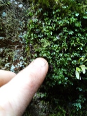 Hymenophyllum minimum