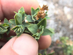 Pimelea acra