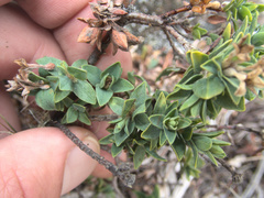 Pimelea acra