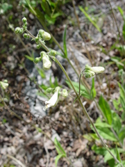 Penstemon tenuiflorus