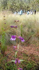 Penstemon gentianoides