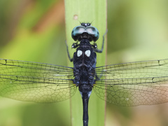 Pornothemis serrata